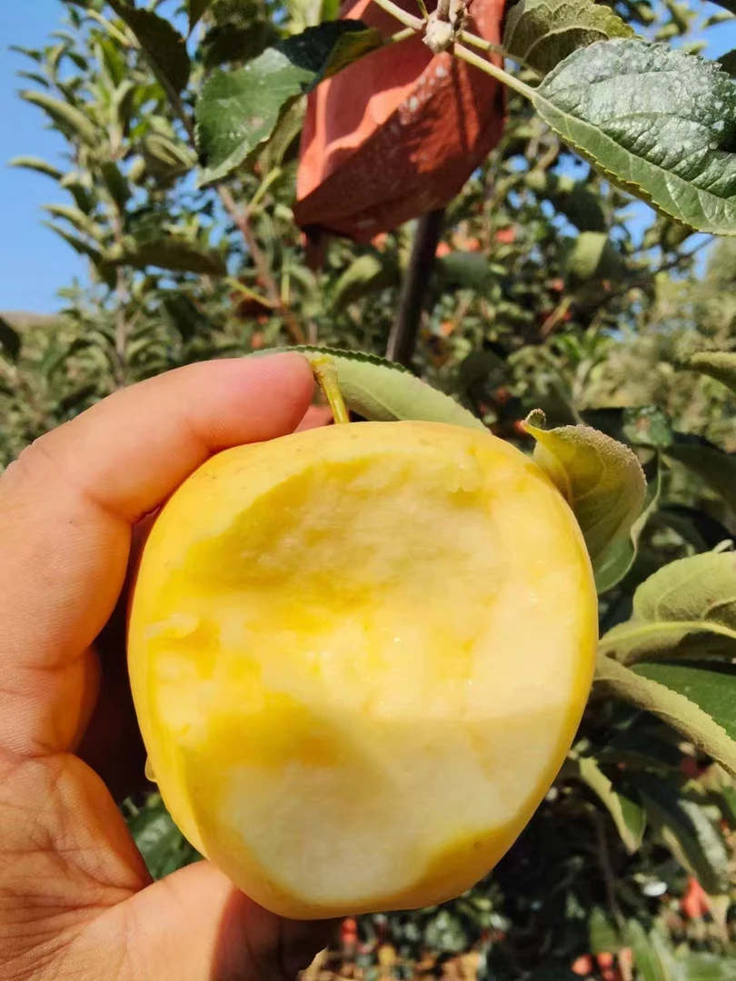 蒙阴香甜黄金维纳斯苹果5斤15个左右包邮