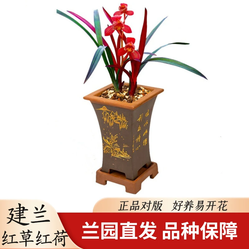 兰花建兰四季兰红草红荷网红草浓香夏带花苞阳台客厅花卉好养绿植