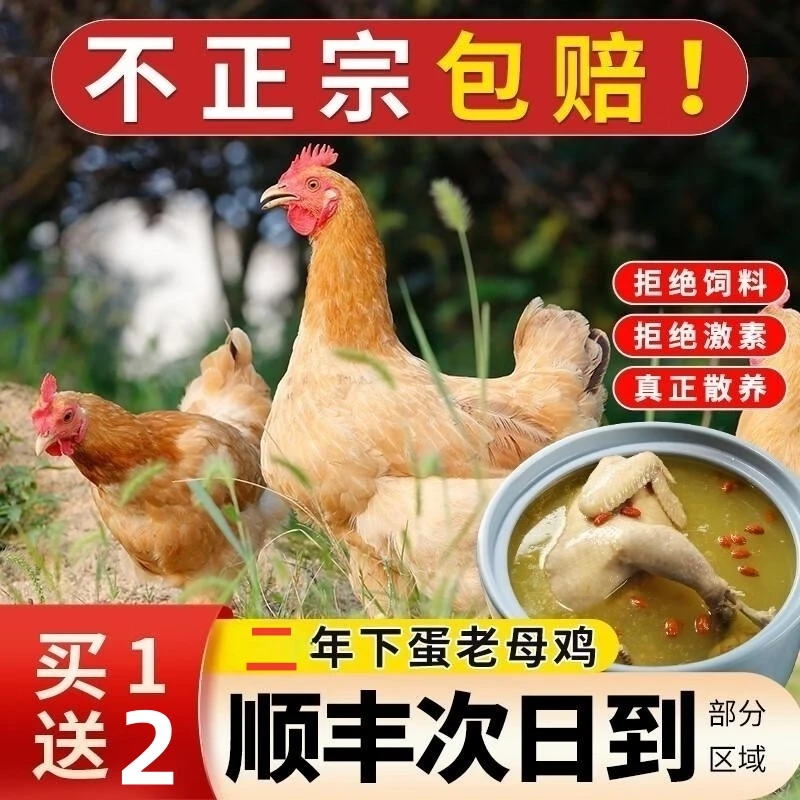 【买1送2发3只老母鸡】放养二年土鸡跑山鸡溜达鸡现杀新鲜鸡肉3000g