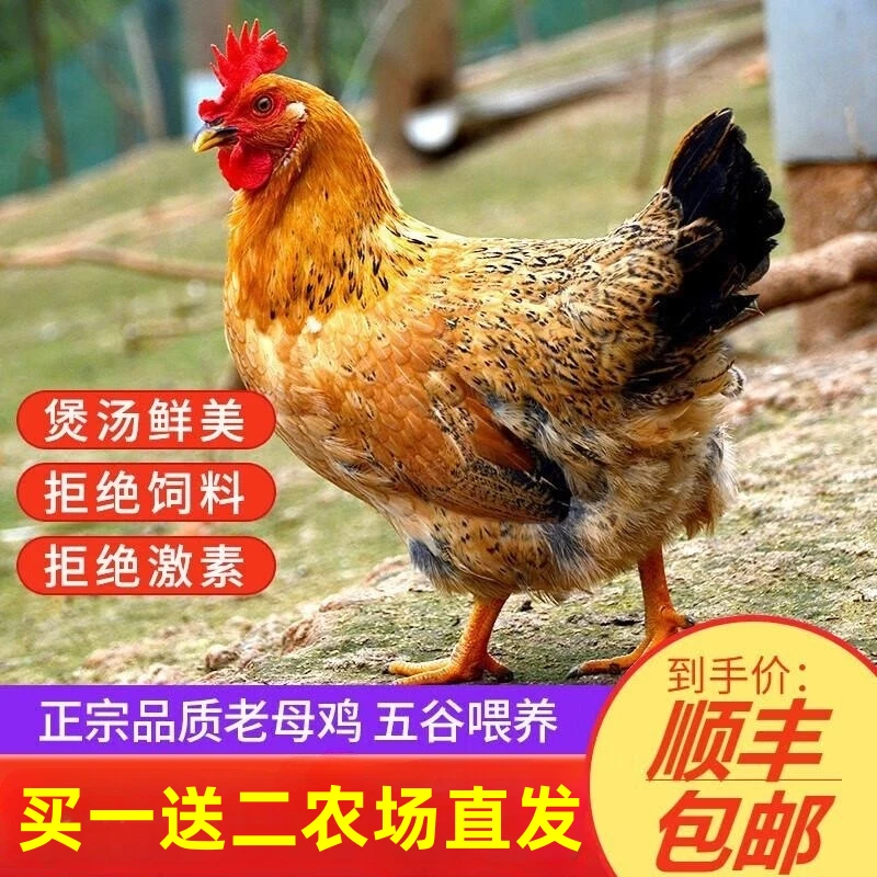 【兵哥粉丝福利】买一送二发三只老母鸡500天土鸡跑山鸡新鲜3000g