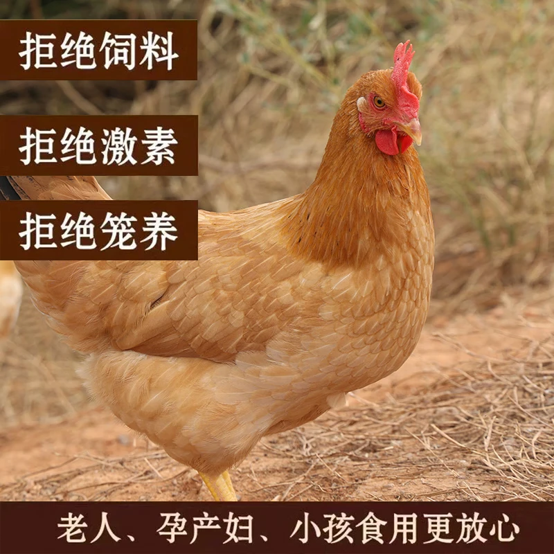 买一送一发二只老母鸡放养500天跑山鸡现杀新鲜鸡肉顺丰京东快递