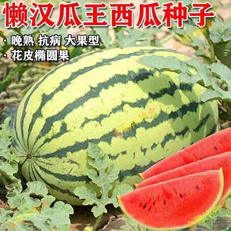 懒汉西瓜种子薄皮脆甜早熟少籽懒汉西瓜种子阳台小院易种西瓜种子