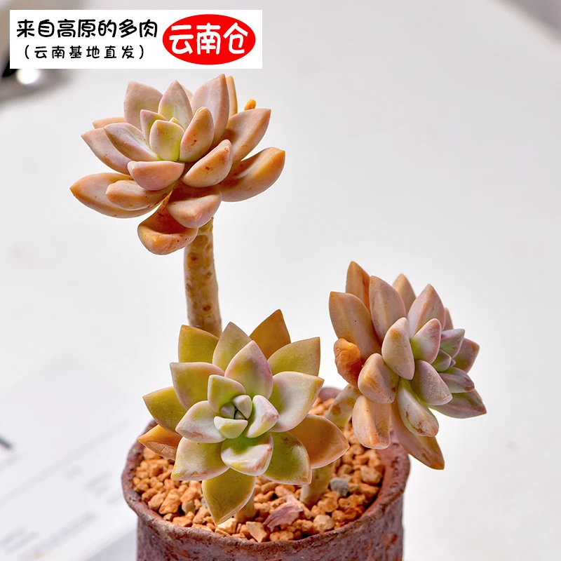 一叶花房云南基地多肉植物组合老桩群生简单美观好养抗寒批发淡雪