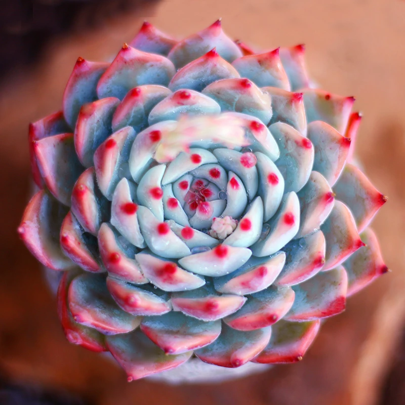 赵杠杠南京仓专属链接多肉组合