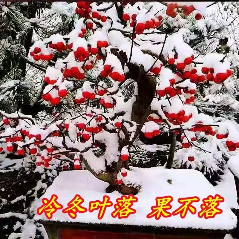 海棠花盆栽冬红果海棠带花带果室内室外盆栽地栽阳台植物花卉老桩