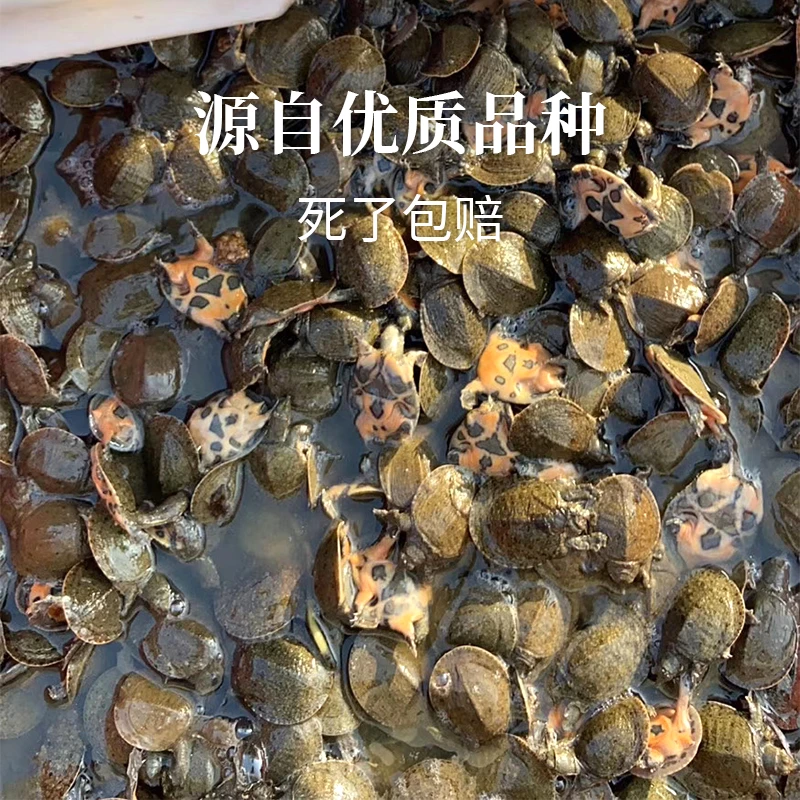 【优选】中华鳖外塘冷水甲鱼包邮包活到家