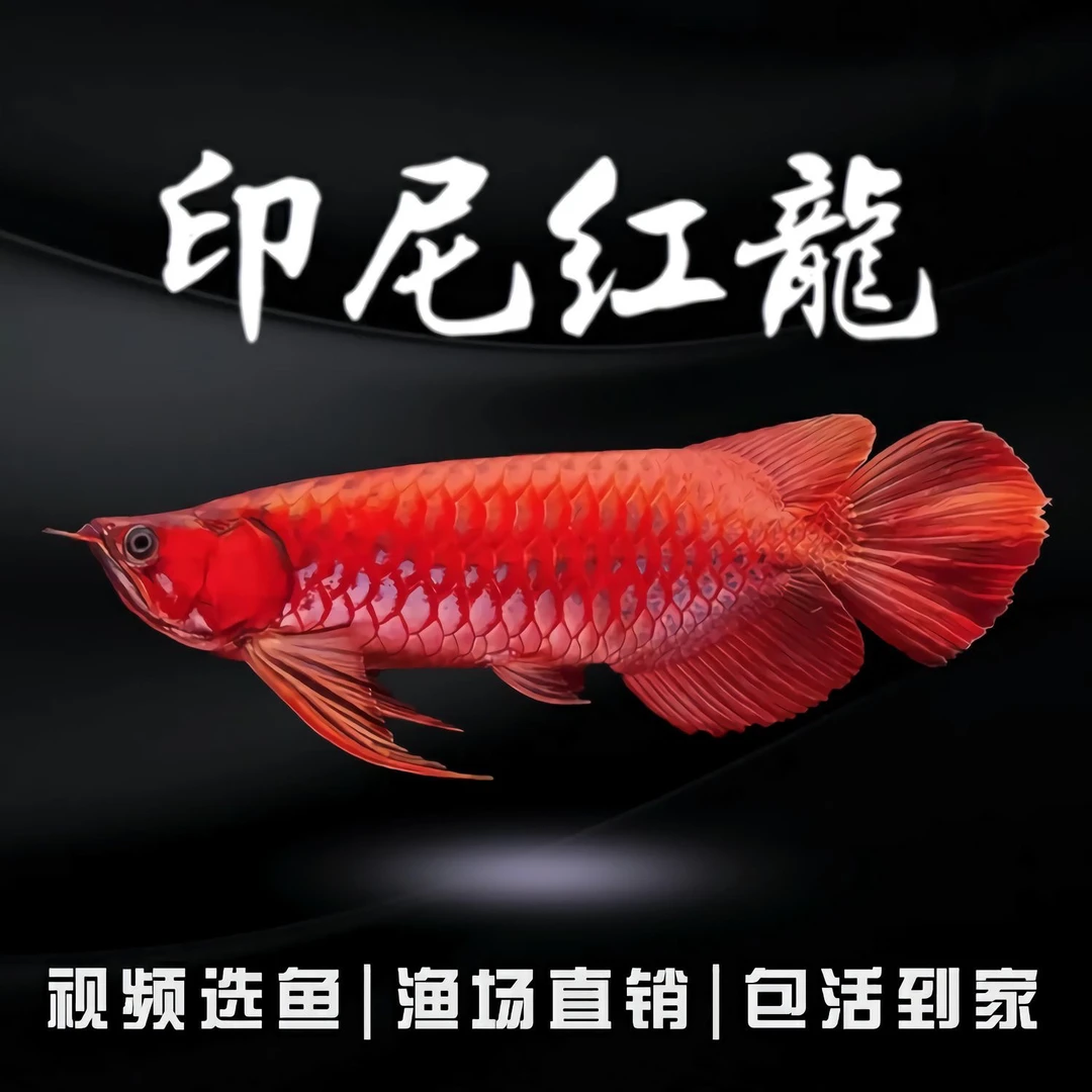 印尼纯血红龙鱼超血绿皮辣椒观赏鱼淡水热带