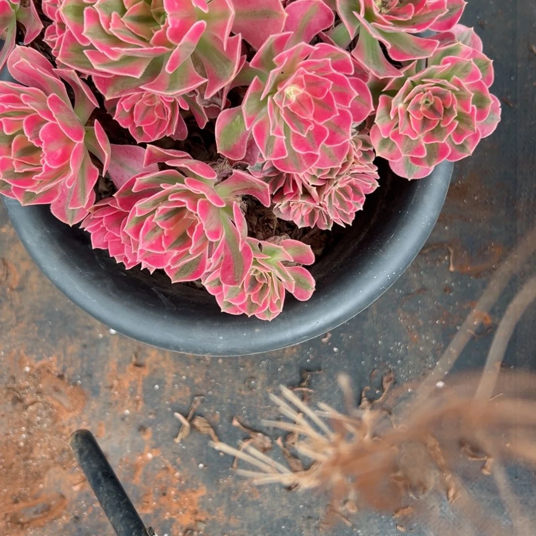 133 号多肉植物微瑕疵