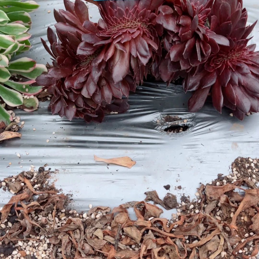 89 号多肉植物发表法师