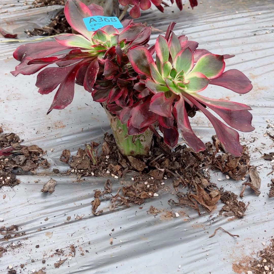 368 号多肉植物法师