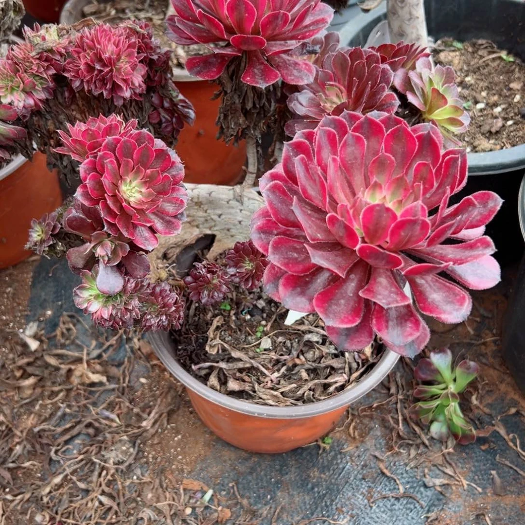 @**格146 号法师多肉植物植物，不包断