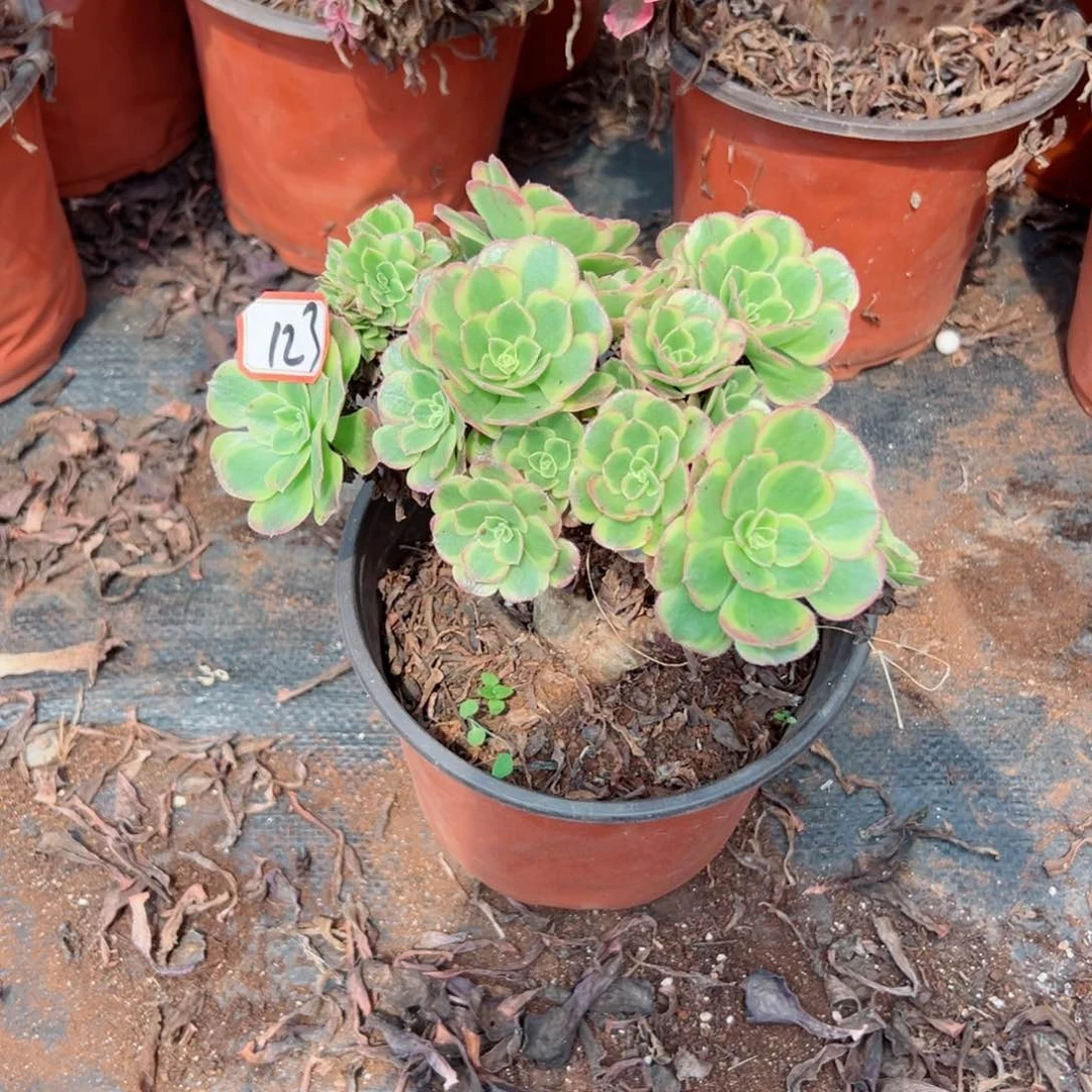 @****123 号法师多肉植物植物