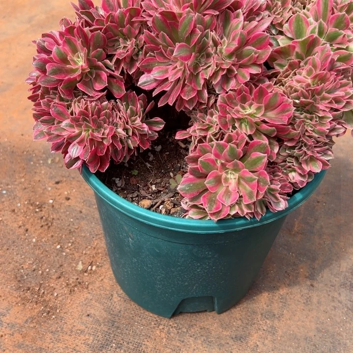 105 号多肉植物植物微瑕疵