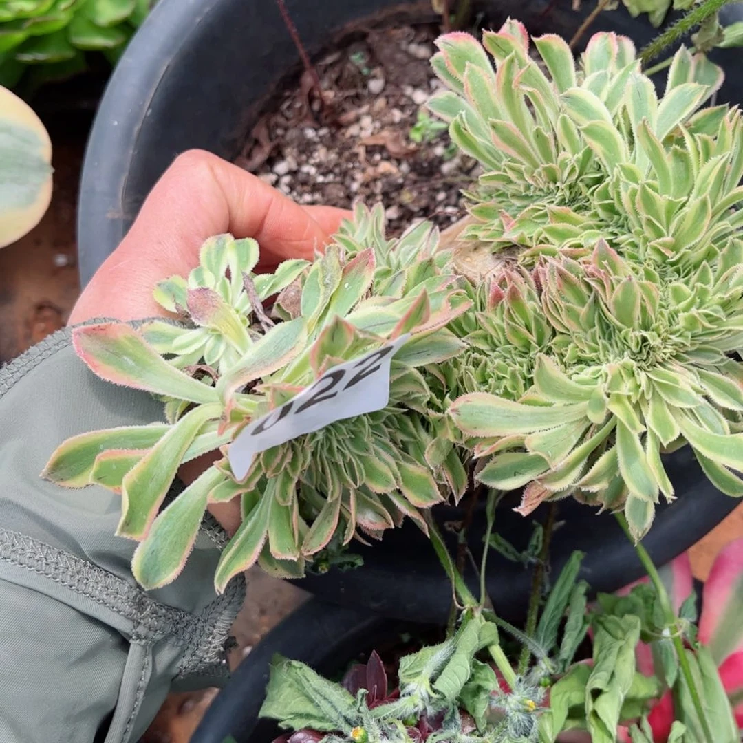 22 号多肉法师植物