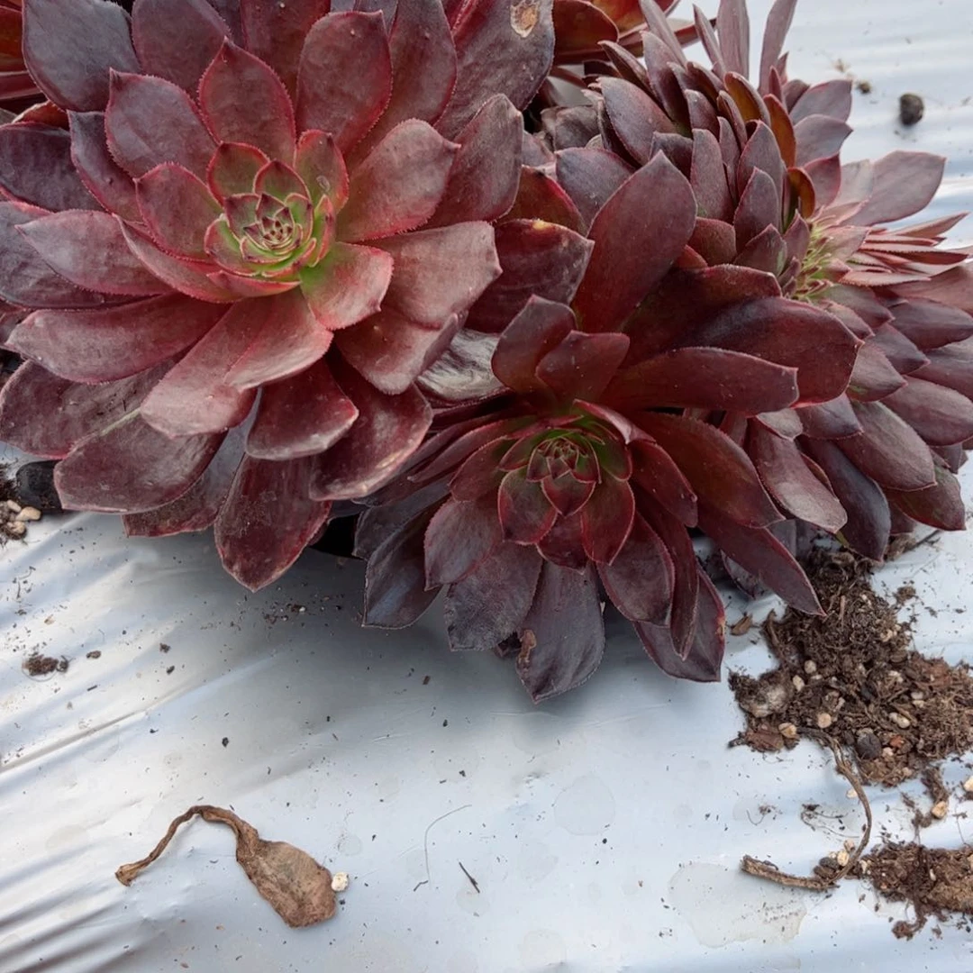 607 号多肉法师植物