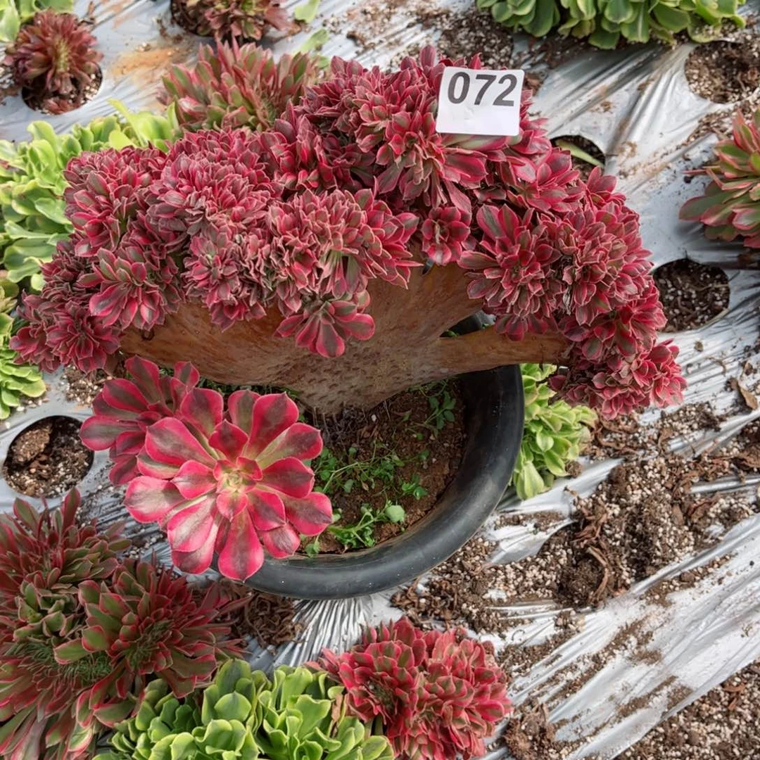 72 号多肉法师植物