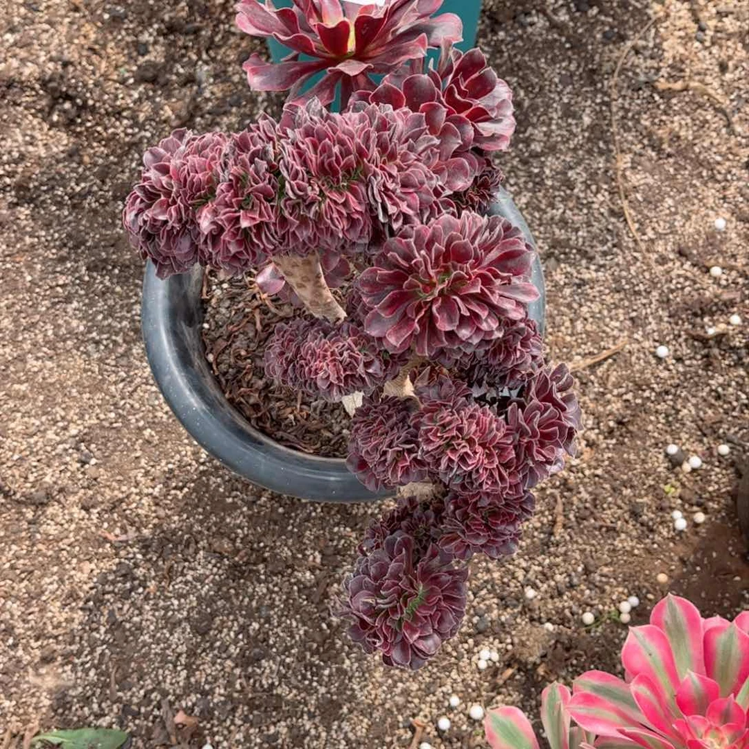 5 号多肉法师植物