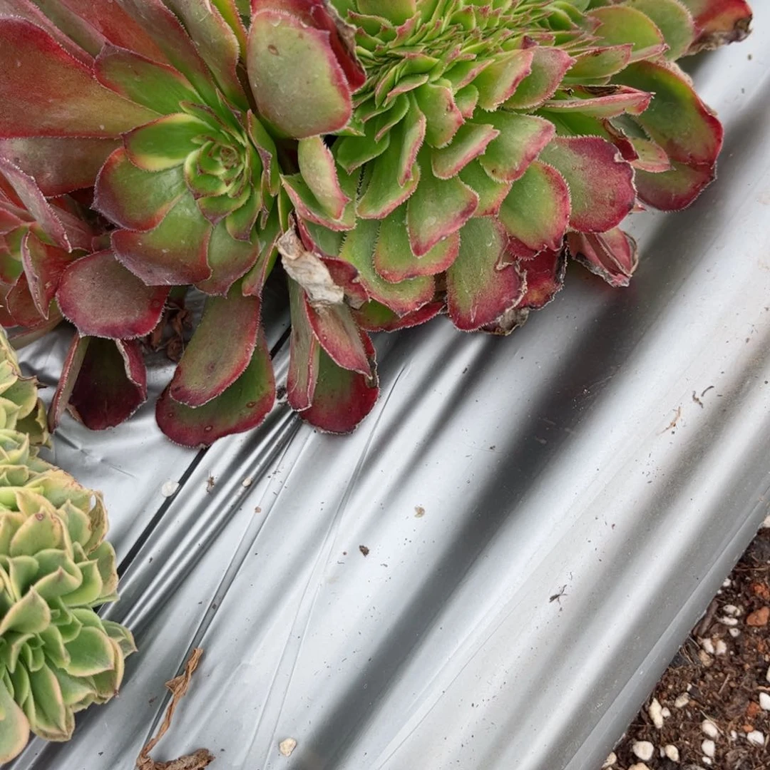 62 号多肉植物法师