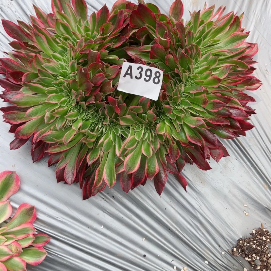 398 号多肉植物法师