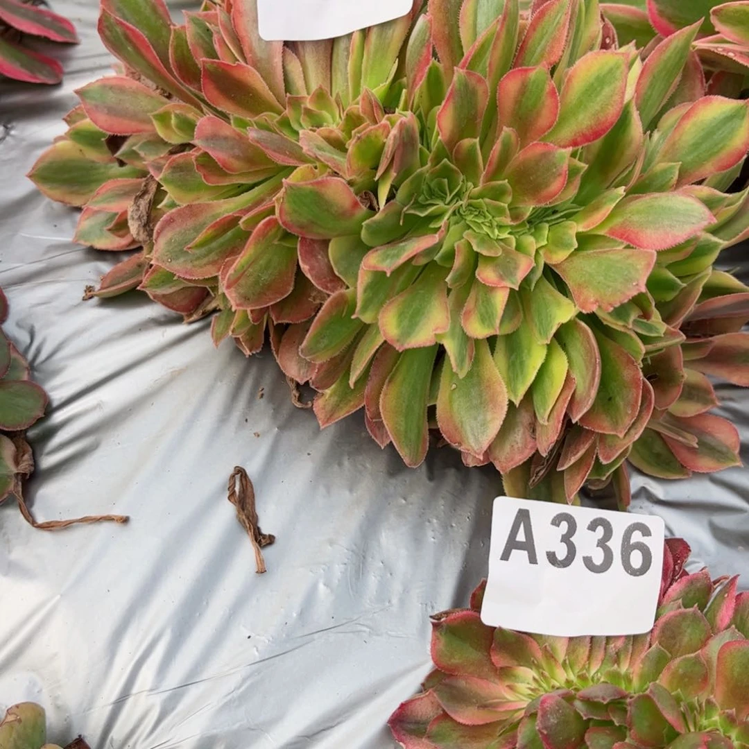 338 号法师多肉植物