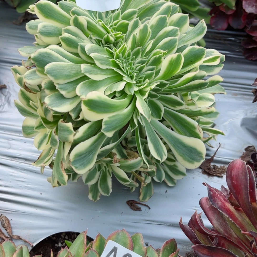 613 号多肉法师植物