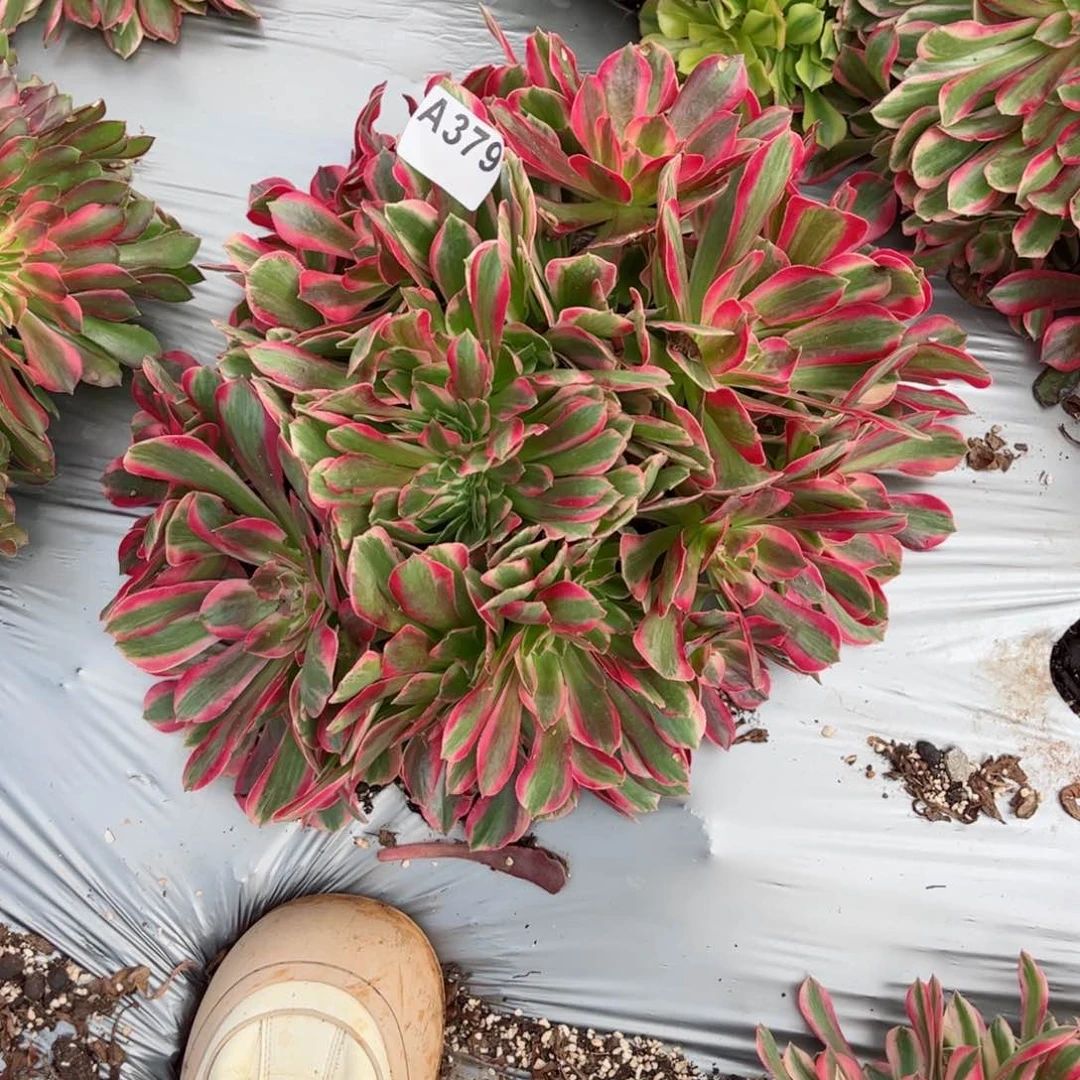 379 号多肉植物法师