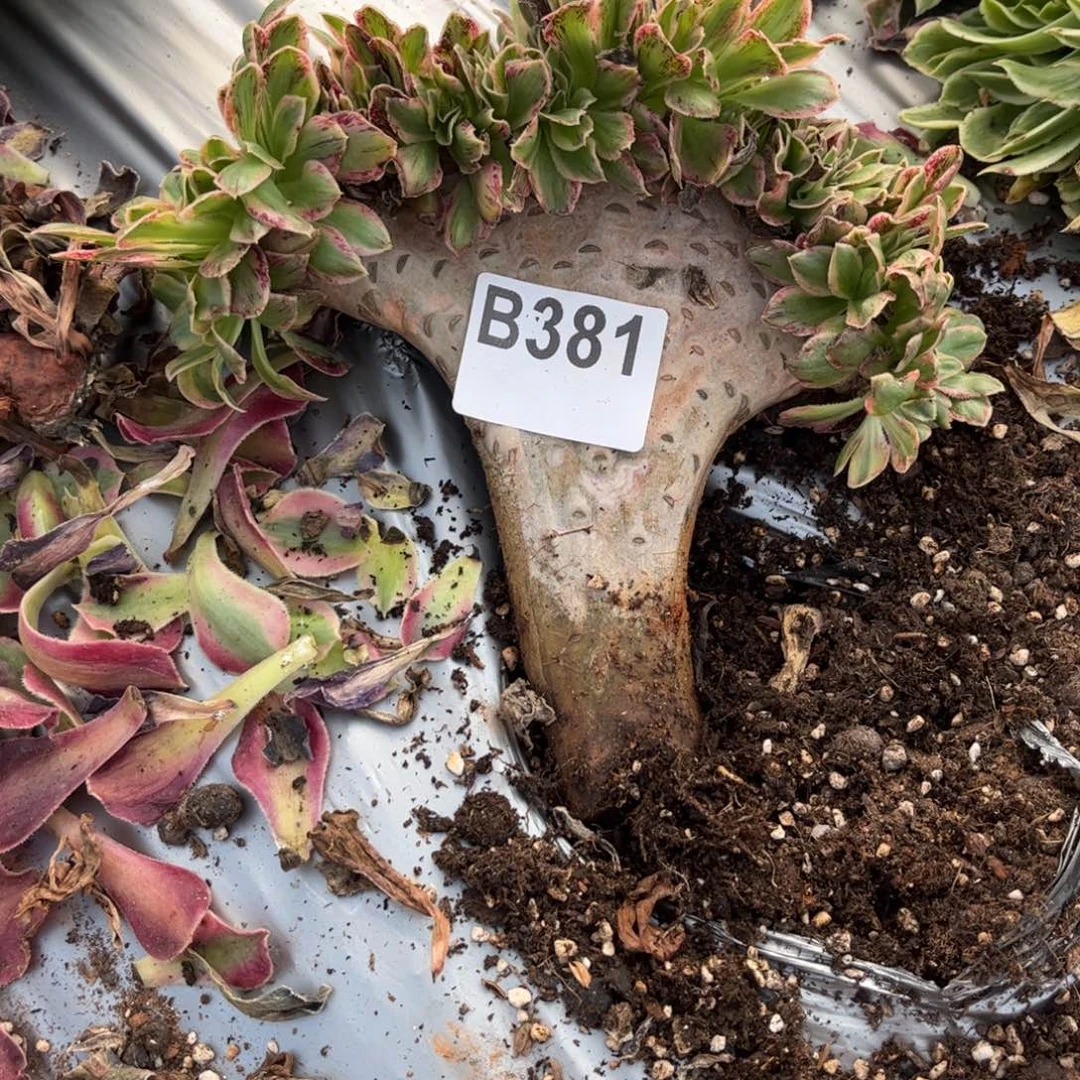 多少植物法师锦b381