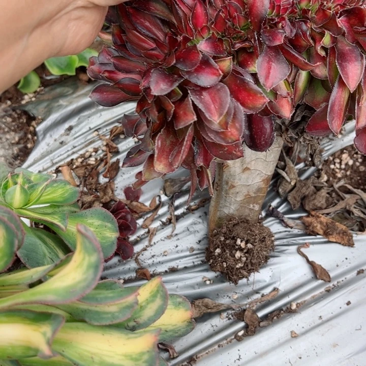 395 号多肉植物法师，不包断侧牙