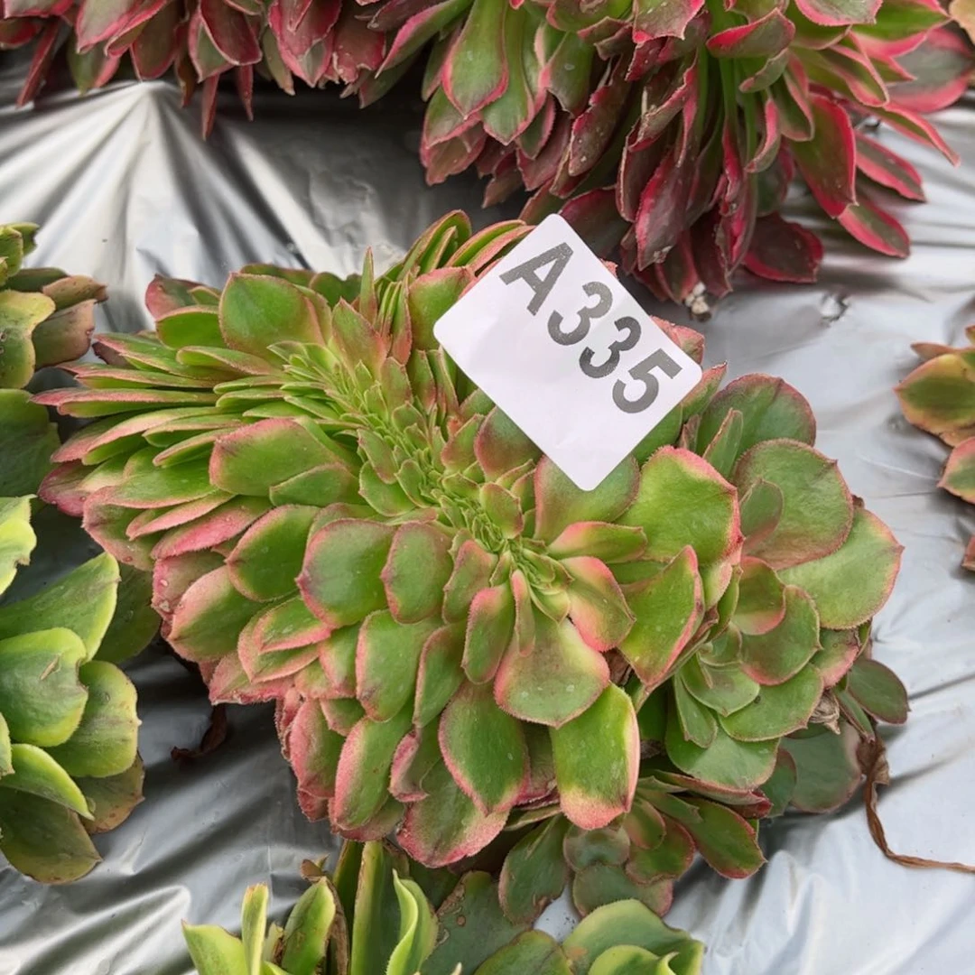 335 号法师多肉植物