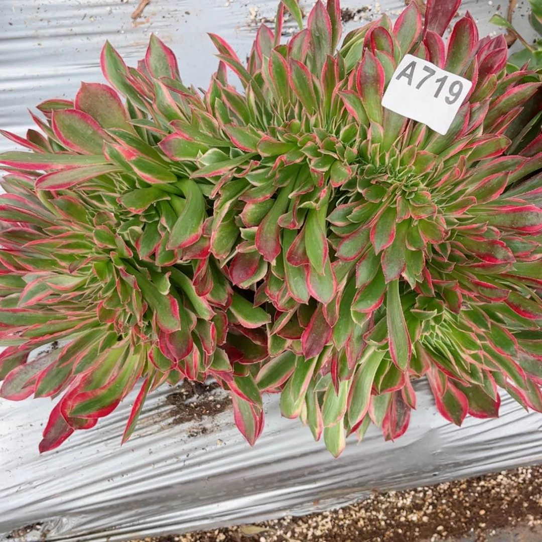 719 号多肉植物法师