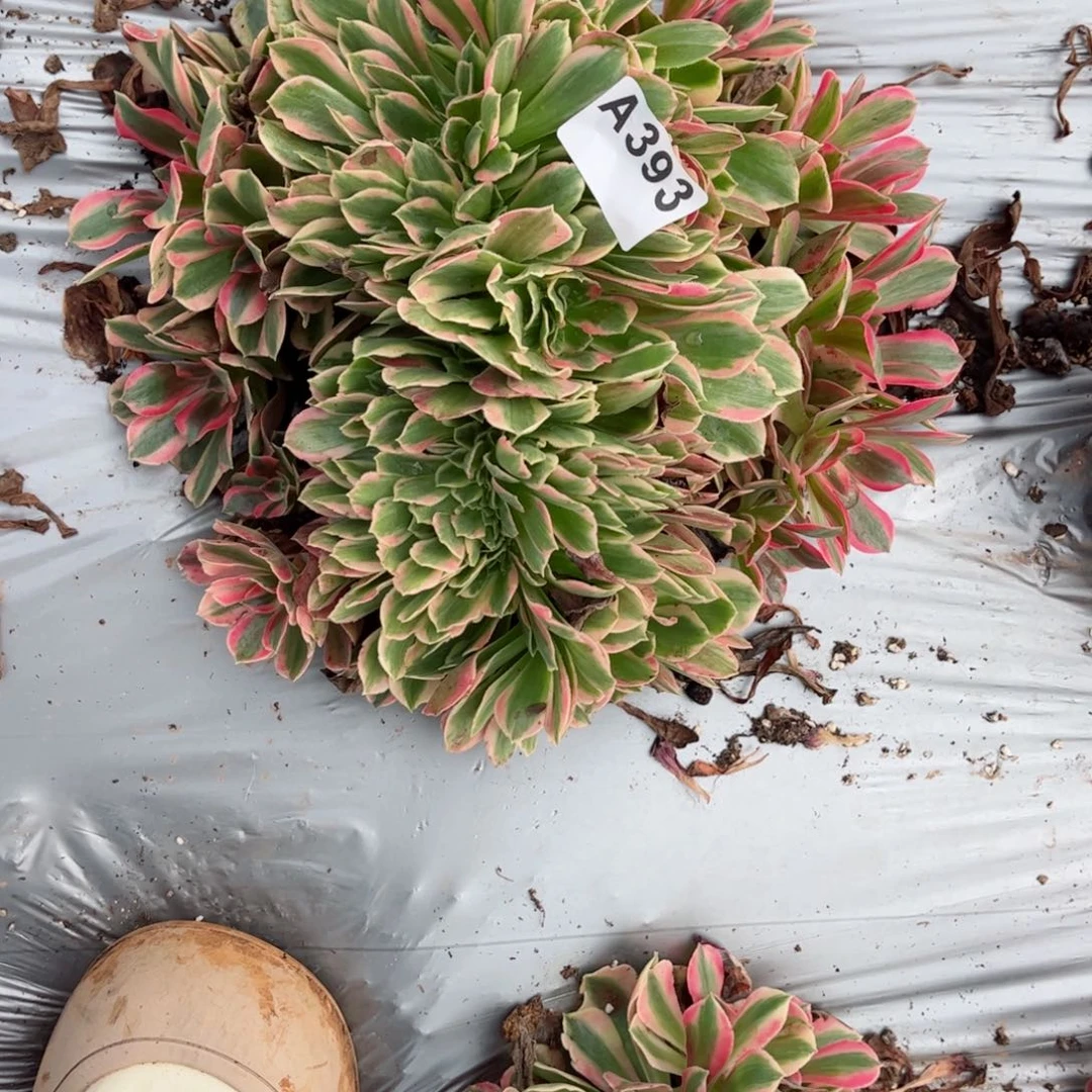 393 号多肉植物法师