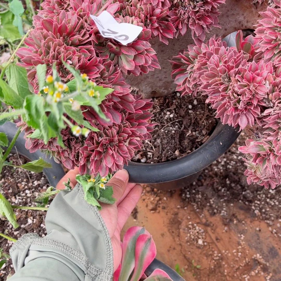 24 号多肉法师植物