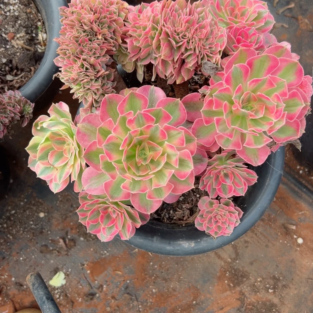 129 号多肉植物植物微瑕疵