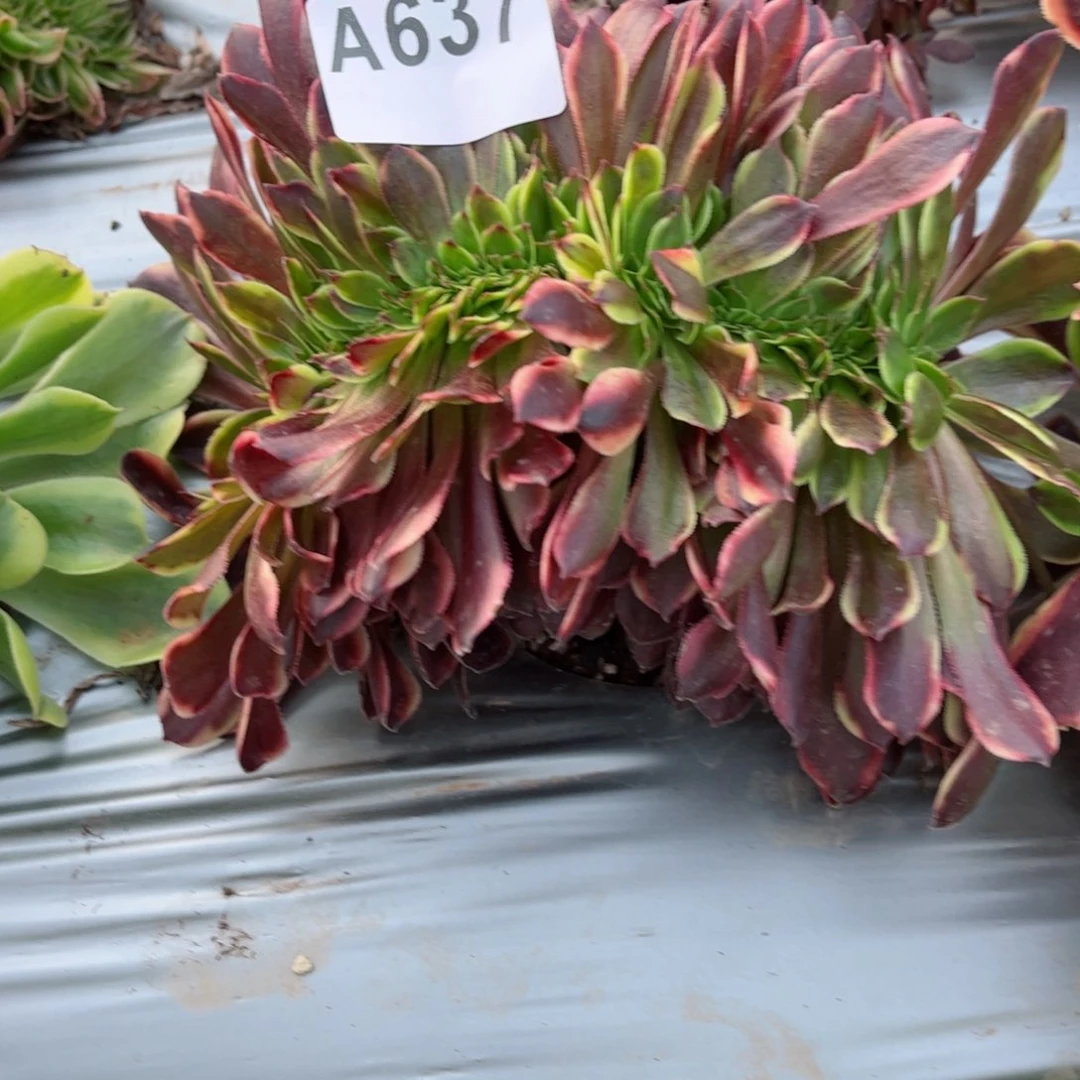 637 号多肉法师植物