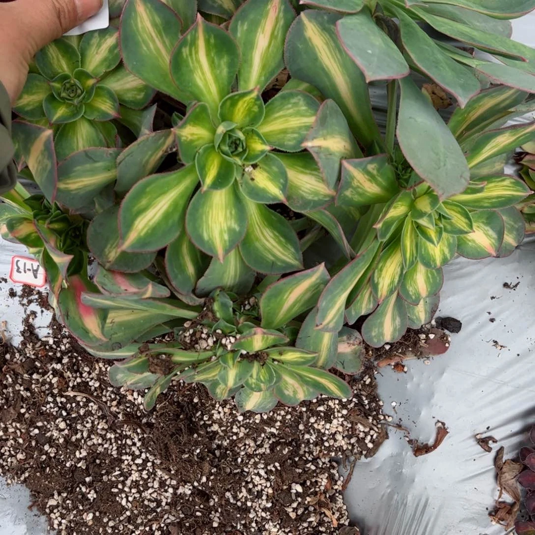 721 号多肉植物法师