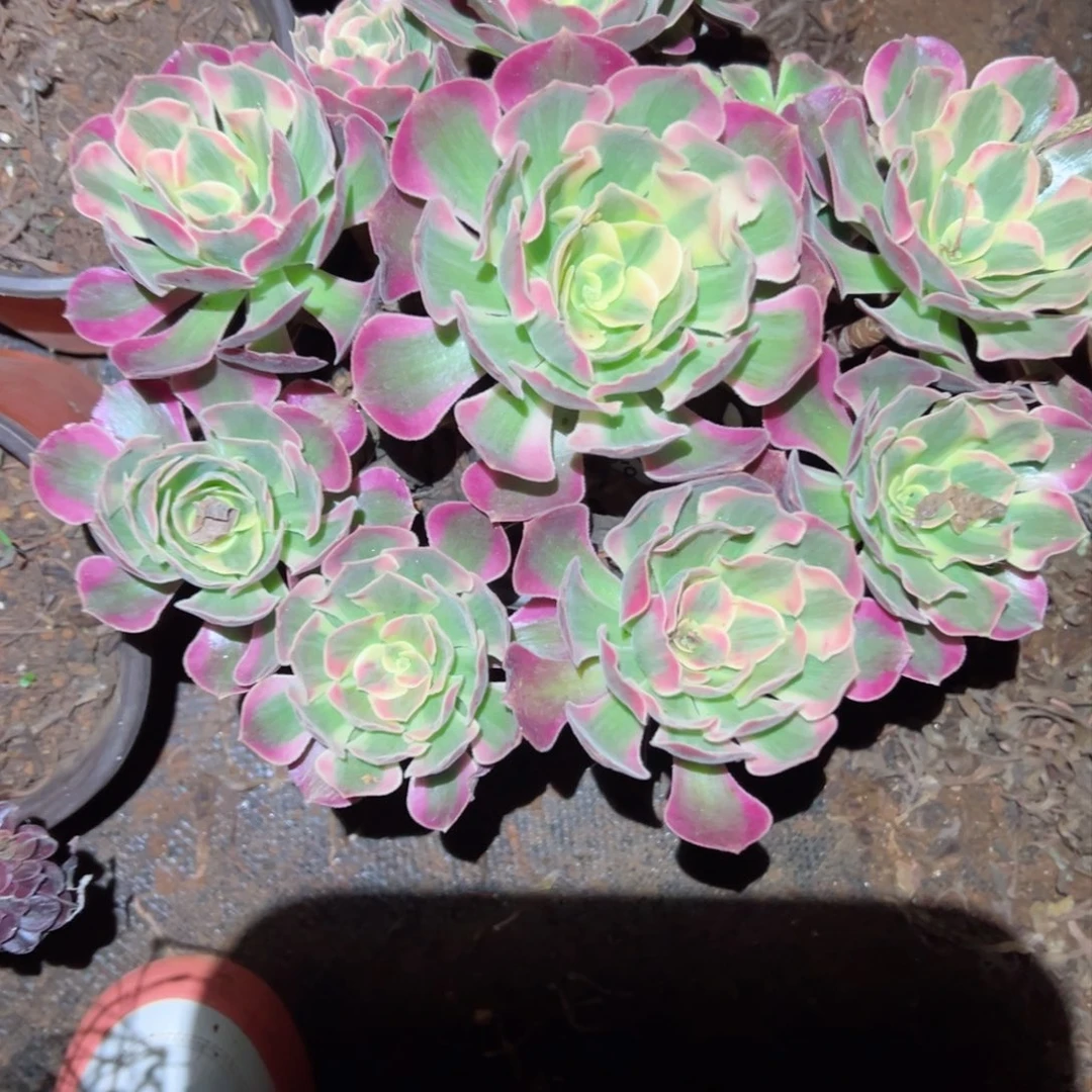 180 号多肉法师植物板子微瑕疵