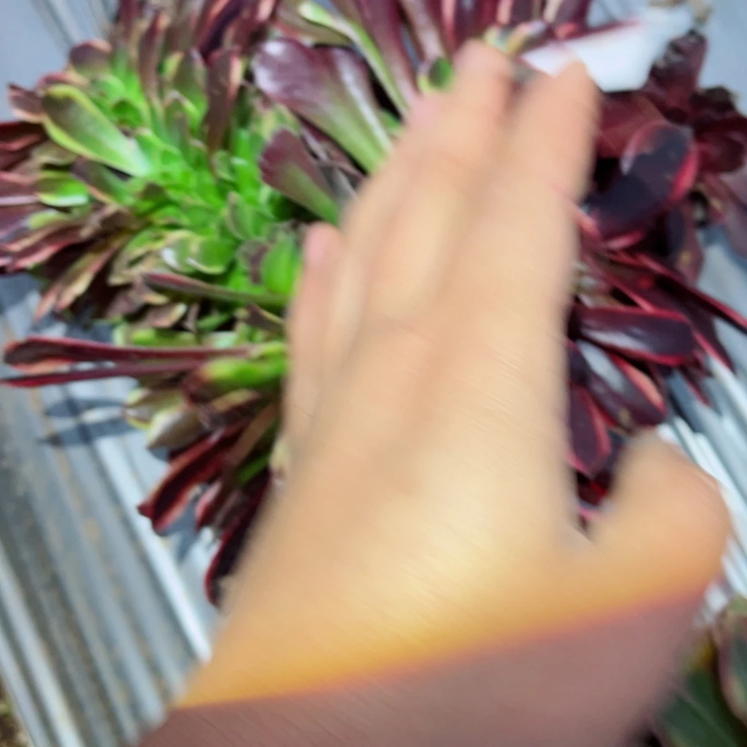 593 号多肉多肉植物不支持退货