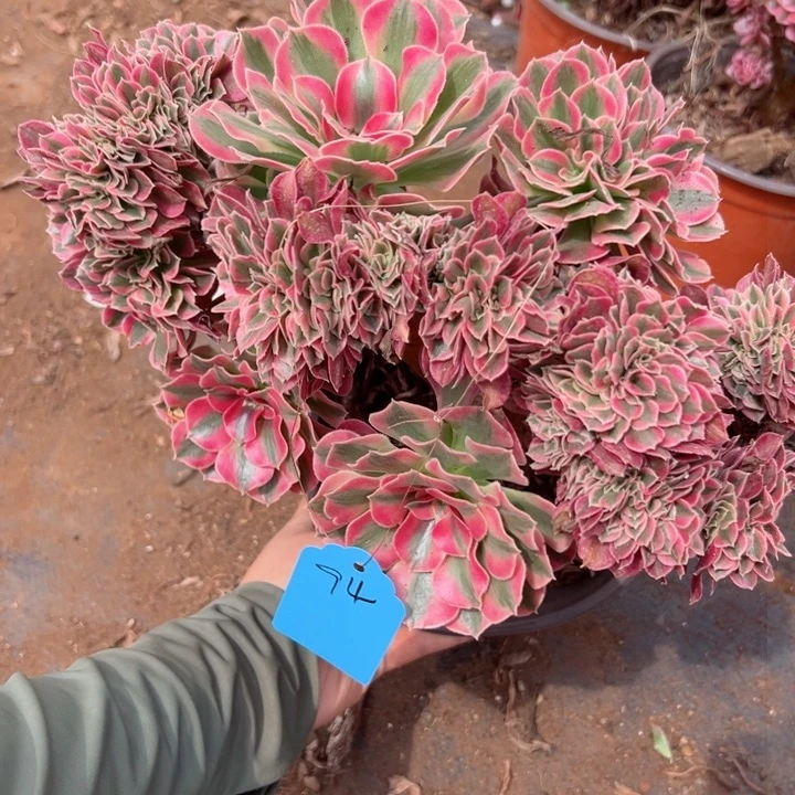 94 号多肉植物植物微瑕疵