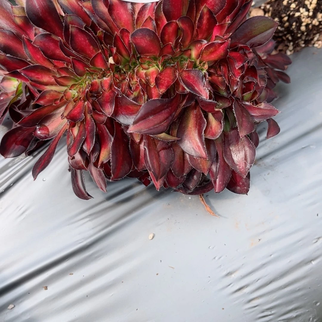 425 号多肉植物法师