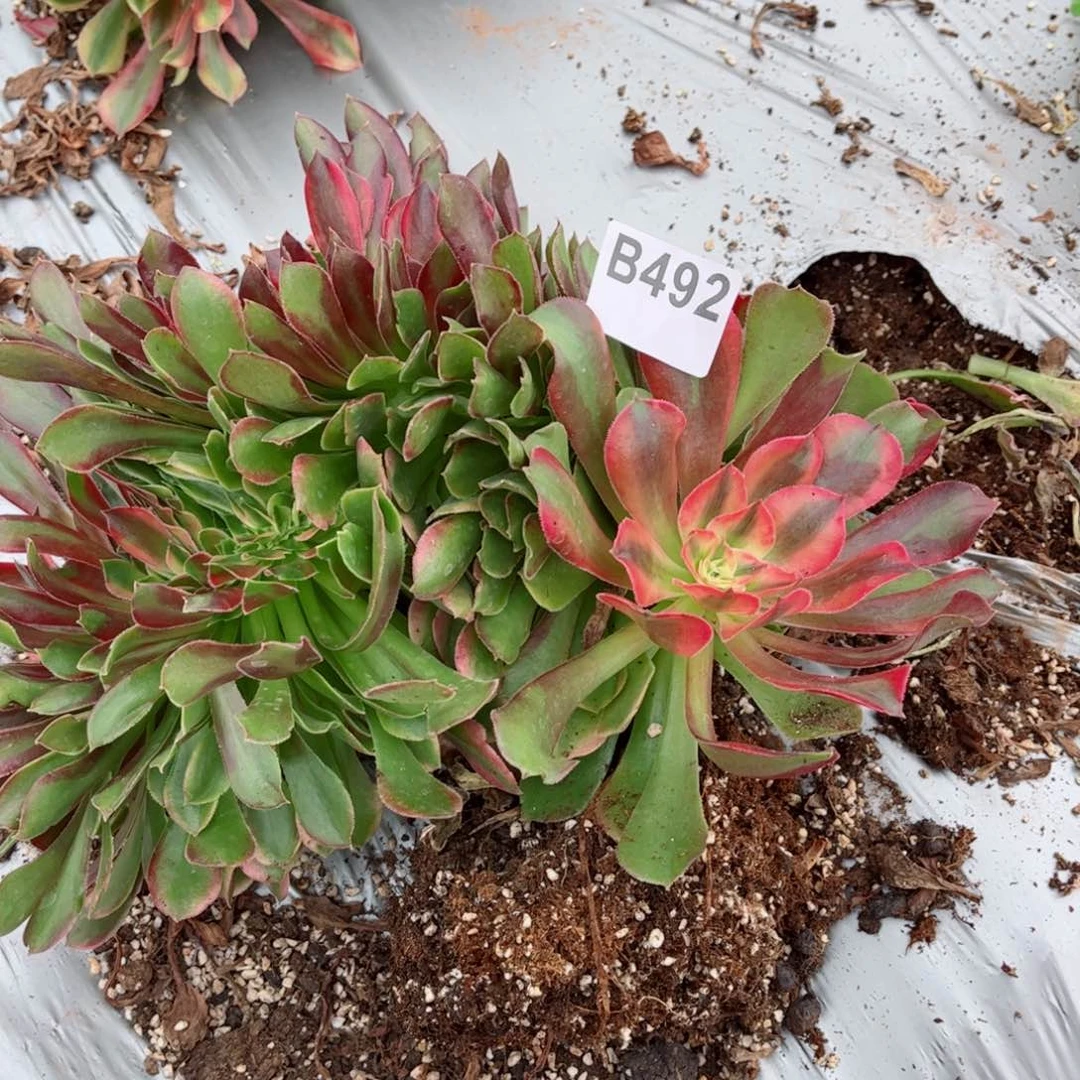 多肉植物法师锦b492香妃