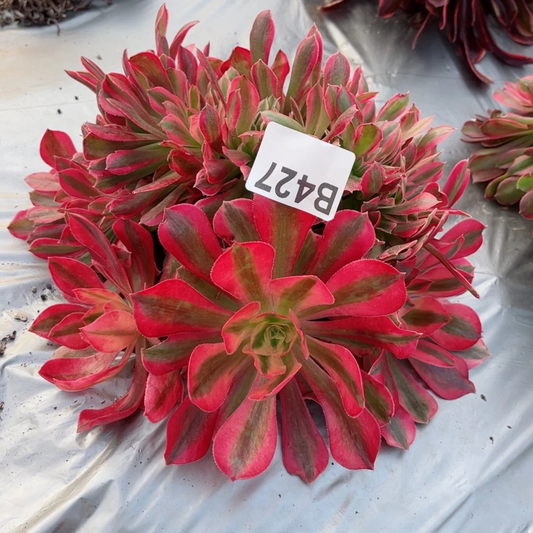 多肉植物法师锦b427粉女巫