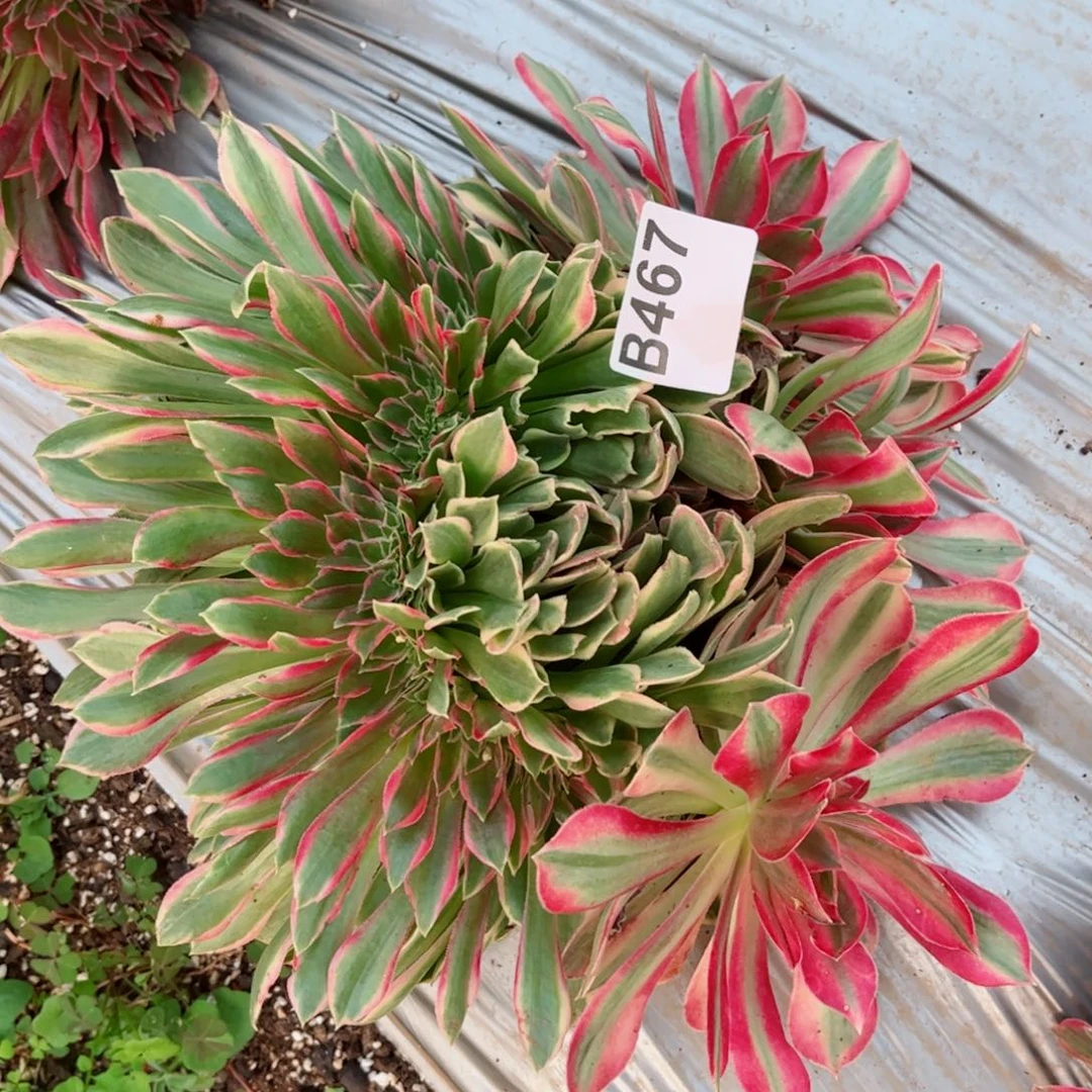 多肉植物法师锦b467女神