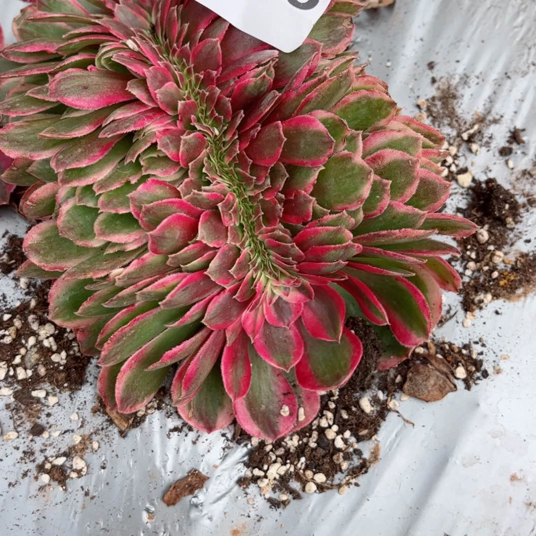 58 号多肉植物法师