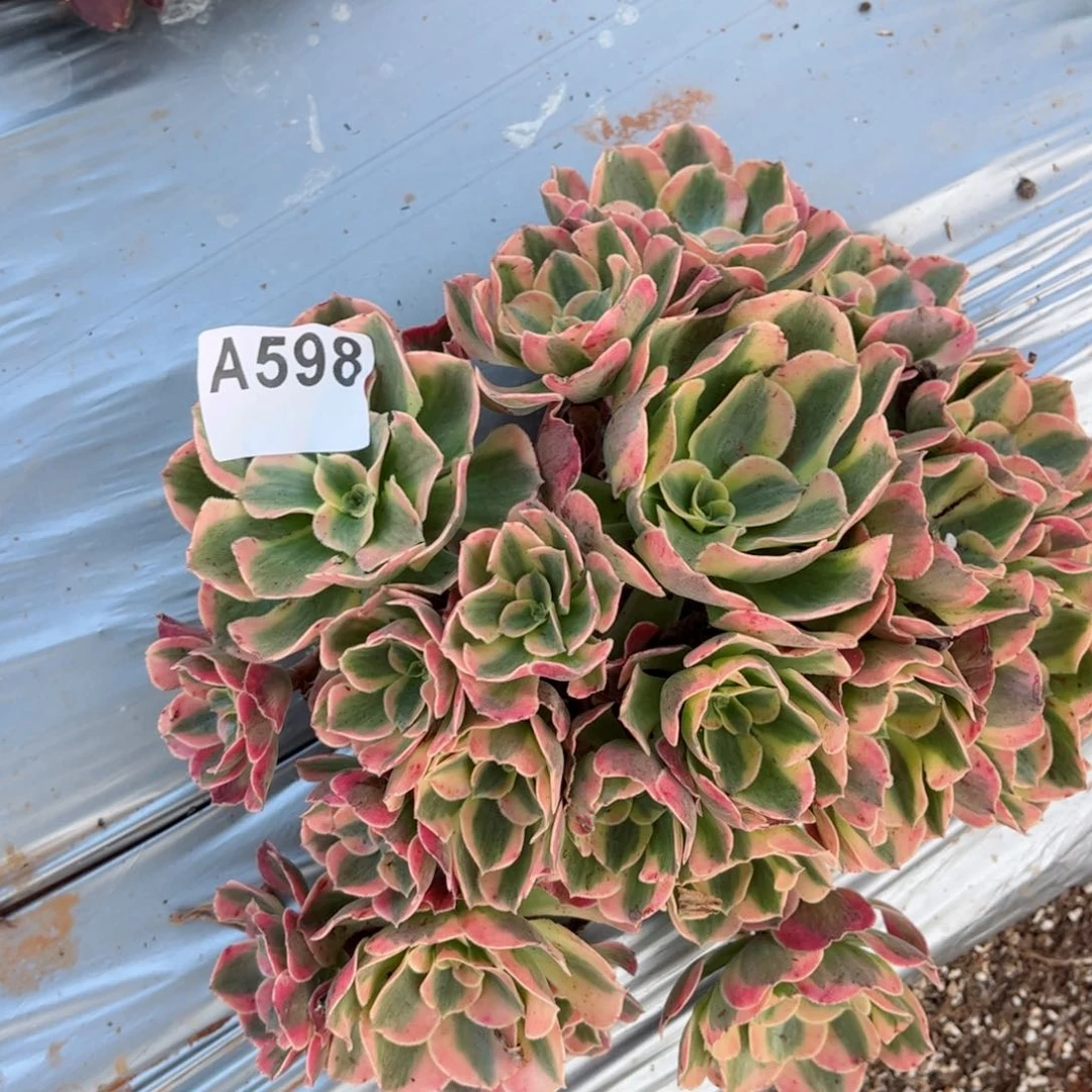 598 号多肉植物法师