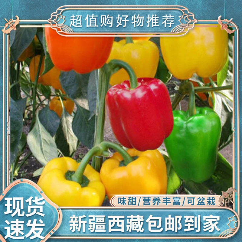 【2袋丨新疆包邮】五彩甜椒种子红椒黄青椒四季盆栽辣椒多彩