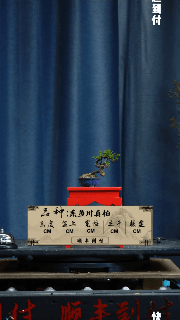 【闪购商品】F871系鱼川真柏BUBAOYOU