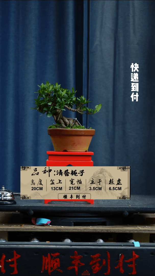 【闪购商品】f631清誉栀子bubaoyou
