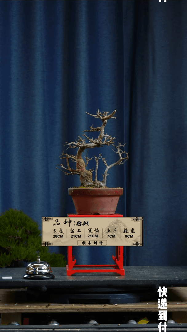 【闪购商品】F978唐枫bubaoyou