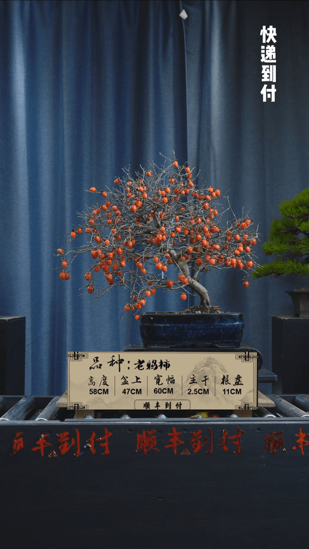 【闪购商品】F752老鸦柿bubaoyou
