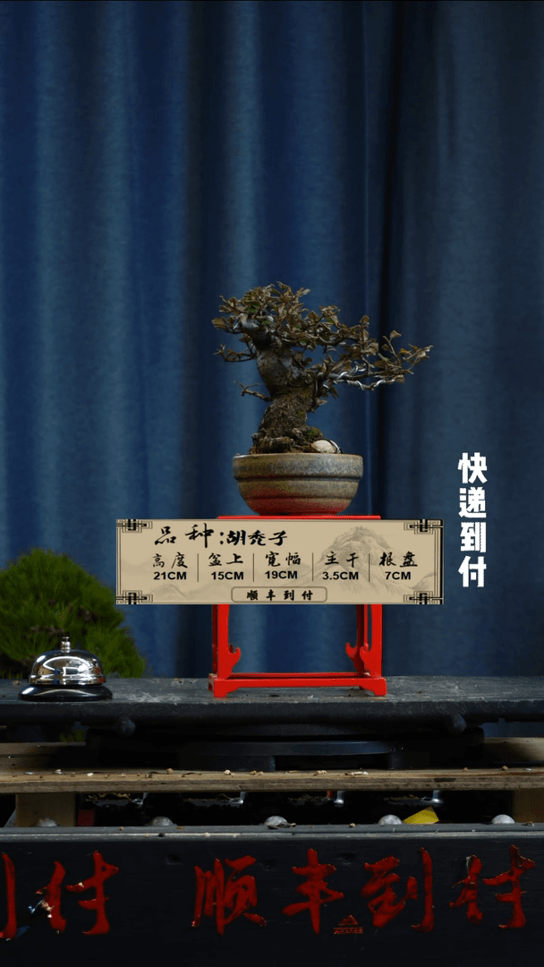 【闪购商品】F984胡秃子bubaoyou
